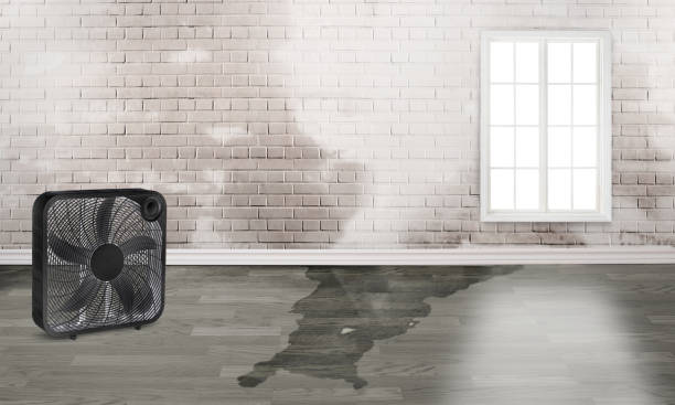 Best Water damage restoration experts  in Bothell, WA
